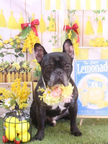 20240413虎徹くん